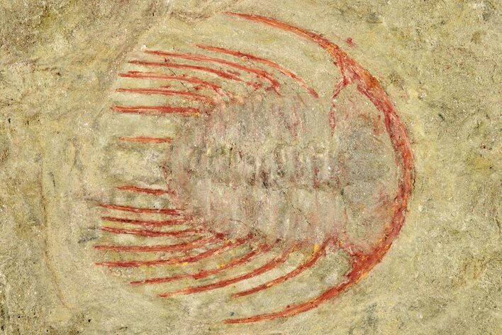 Selenopeltis Trilobite With Red Spines - Fezouata Formation #270547